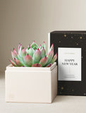 Echeveria succulent with pink-tipped leaves in a cream planter box next to a black Happy New Year gift sleeve. - Image 