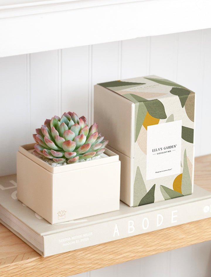 lula's garden succulent box Succulent Gift Delivery | Bliss Succulent Garden
