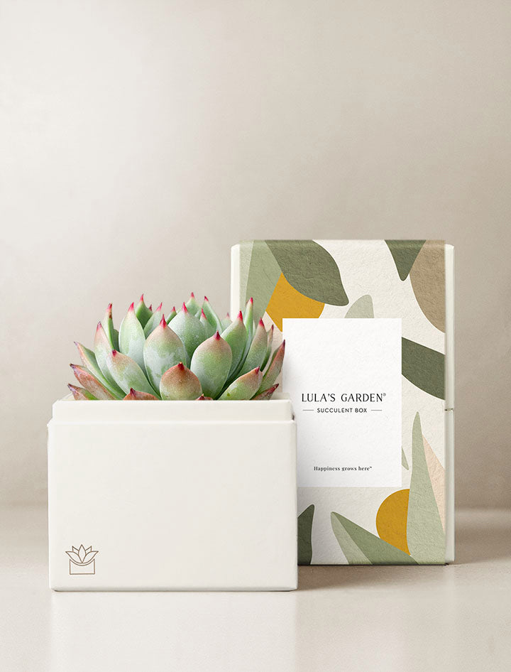 get well soon succulents Succulent Gift Delivery | Bliss Succulent Garden