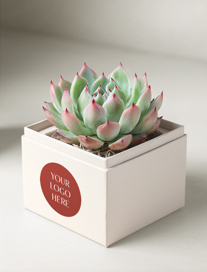 pricing succulents Corporate Gifts For Clients, Employees, Events, Special Occasions