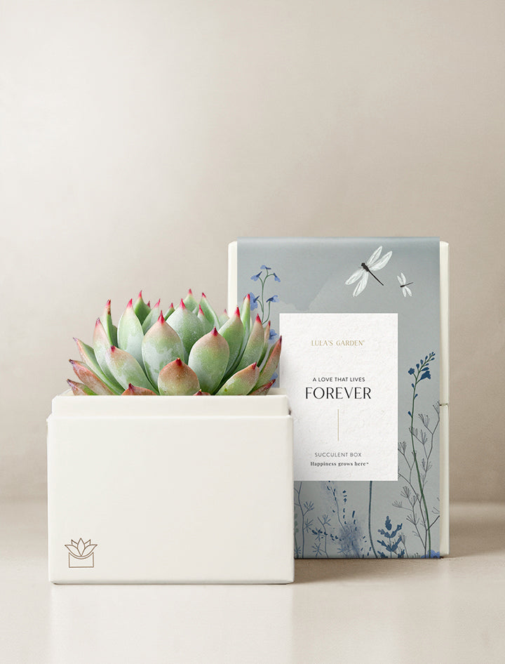succulent gift message Succulent Gift Plant Delivery | Bliss Garden by Lula's Garden