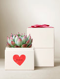 Friendship Day Bliss Garden - Image 