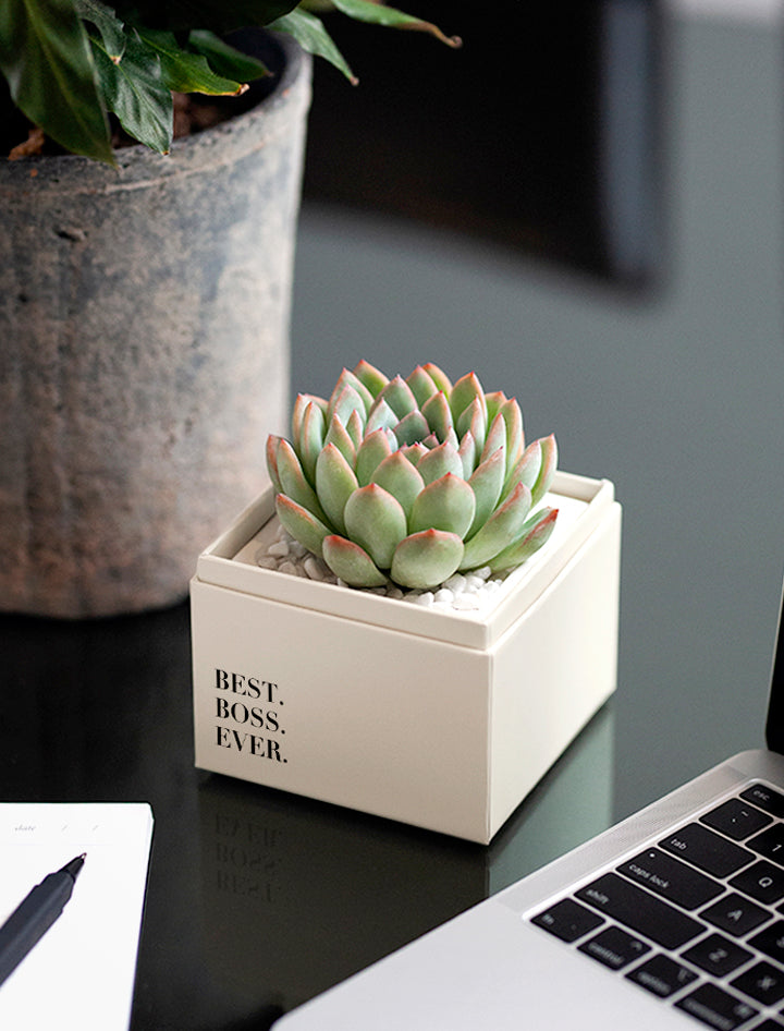 lulu's garden succulents Boss's Day Gifts | Bliss Garden | Succulent Plant Delivery
