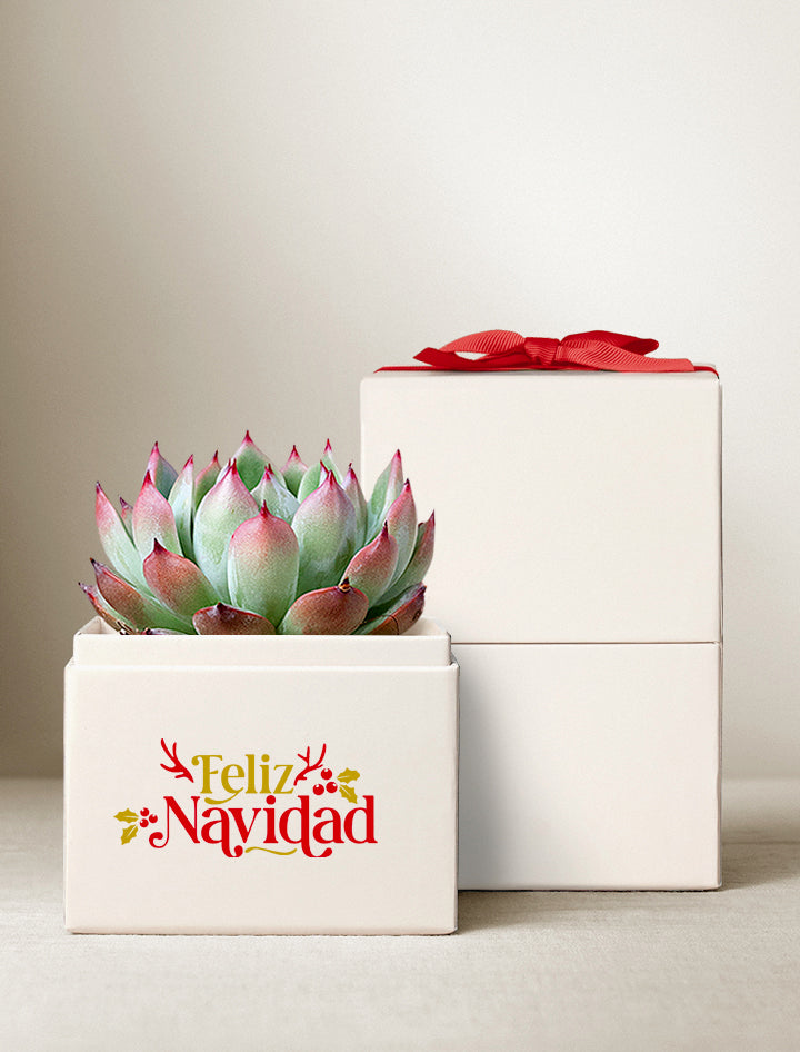 Feliz Navidad Bliss Garden