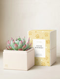 Furever Remembered Bliss Garden - Image 