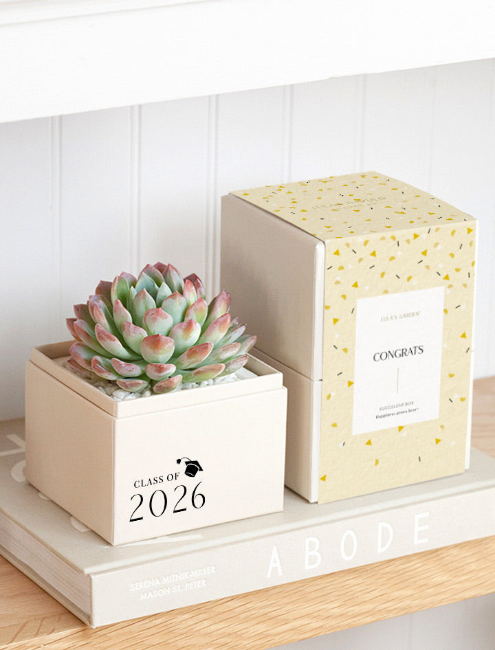 Graduation Gift | Congratulations Gift Delivery | Succulent Plant