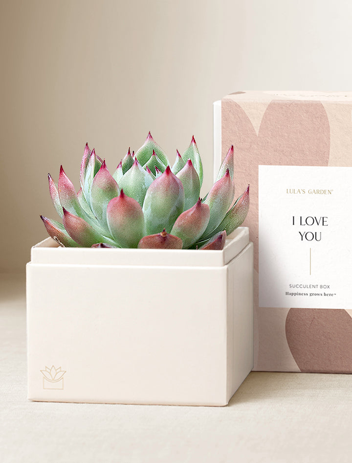 Love Bliss Garden