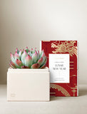 Succulents in gift box. - Image 