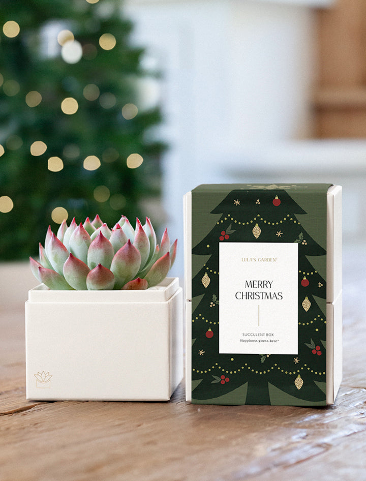 Christmas Bliss Garden