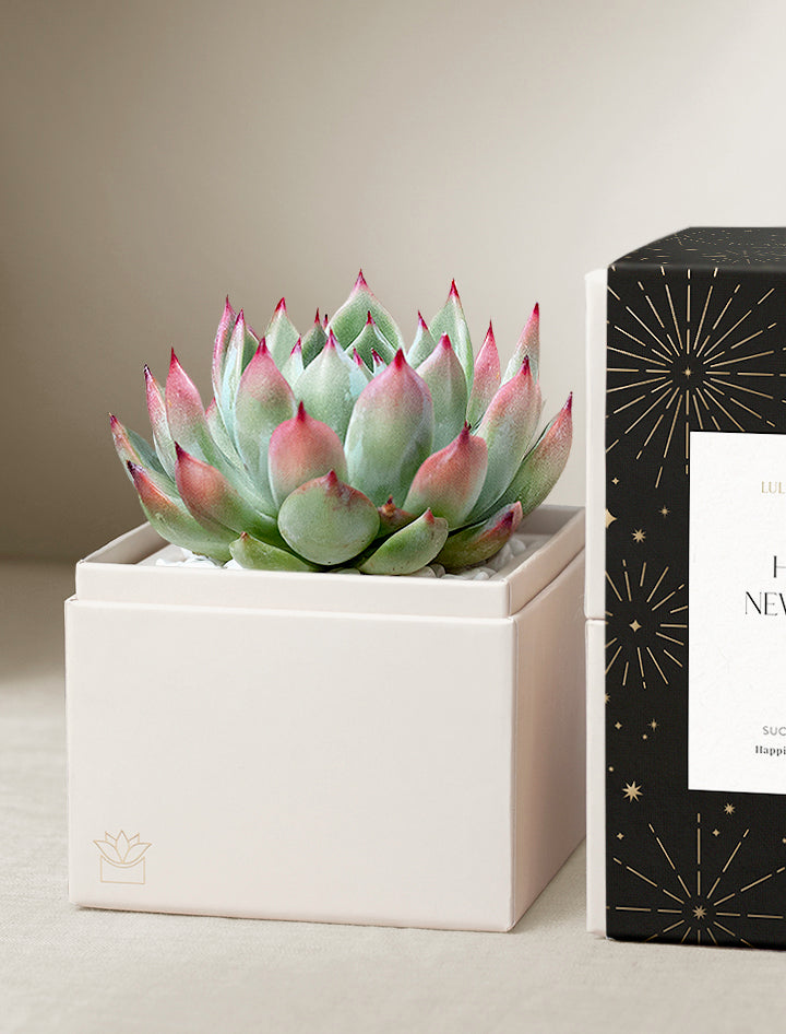 New Year's Bliss Garden | Best New Year's Gift 2025 | Succulent