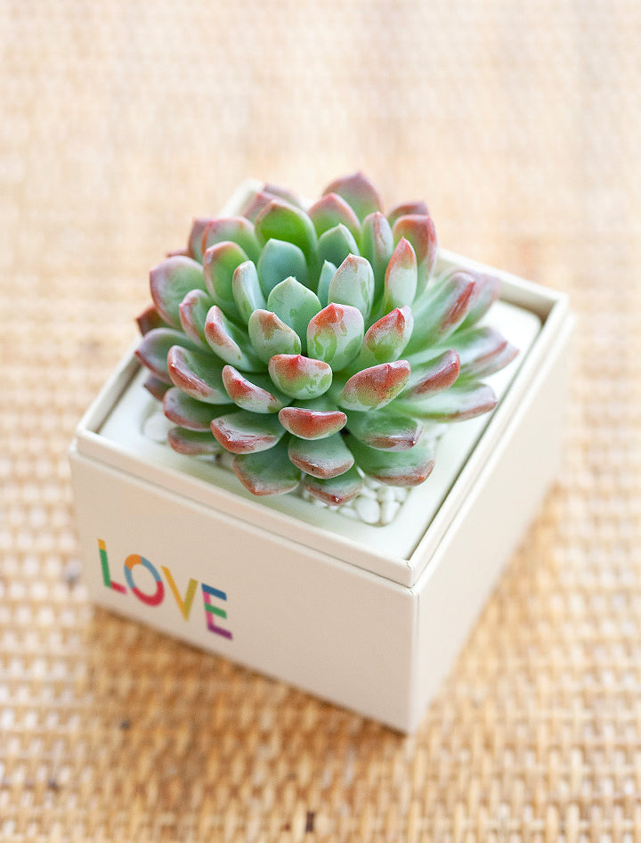 love plant succulent Pride Gift | Bliss Garden | Succulent Plant Delivery