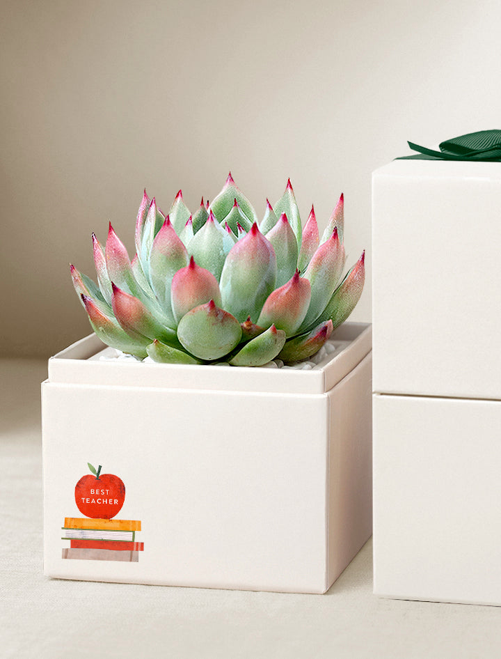 Best Teacher Ever Gift | Teacher Appreciation Gifts | Thank you Gift Ideas | Bliss Garden