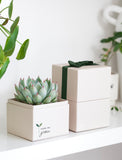 Succulent in a cream gift box with a green ribbon and Here We Grow text, sitting on a white shelf. - Image 