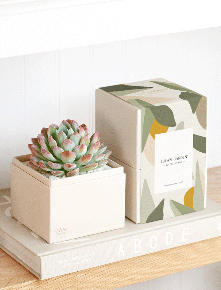 succulent gift bags Succulent Gift Delivery | Bliss Succulent Garden