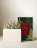 Echeveria succulent with red-tipped leaves in a white planter box next to a festive green and red Merry Christmas gift sleeve. - Image 