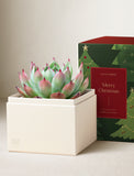Green and pink succulent in a cream gift box next to a festive Merry Christmas sleeve with tree illustrations. - Image 