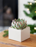 Echeveria succulent with red-tipped green leaves in a minimalist white square planter on a wooden table. - Image 
