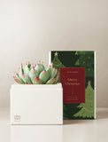 A potted succulent plant in a white rectangular planter box, styled next to its illustrated holiday-themed packaging box by Lula's Garden. - Image 