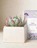 Mother's Day Bliss Garden succulent in a white square pot, next to a lavender gift box. - Image 