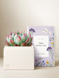 Mother's Day succulent in a white square pot next to a lavender gift box with butterflies and flowers. - Image 