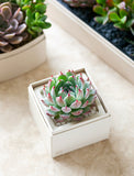 Green and pink succulent in a small, square, light beige gift box with white pebbles. - Image 