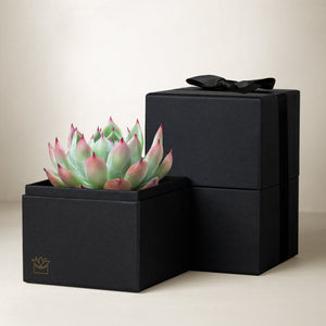 Black Bow Noir Bliss Garden