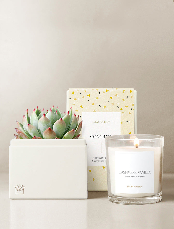 candle and succulent gift Succulent Gift