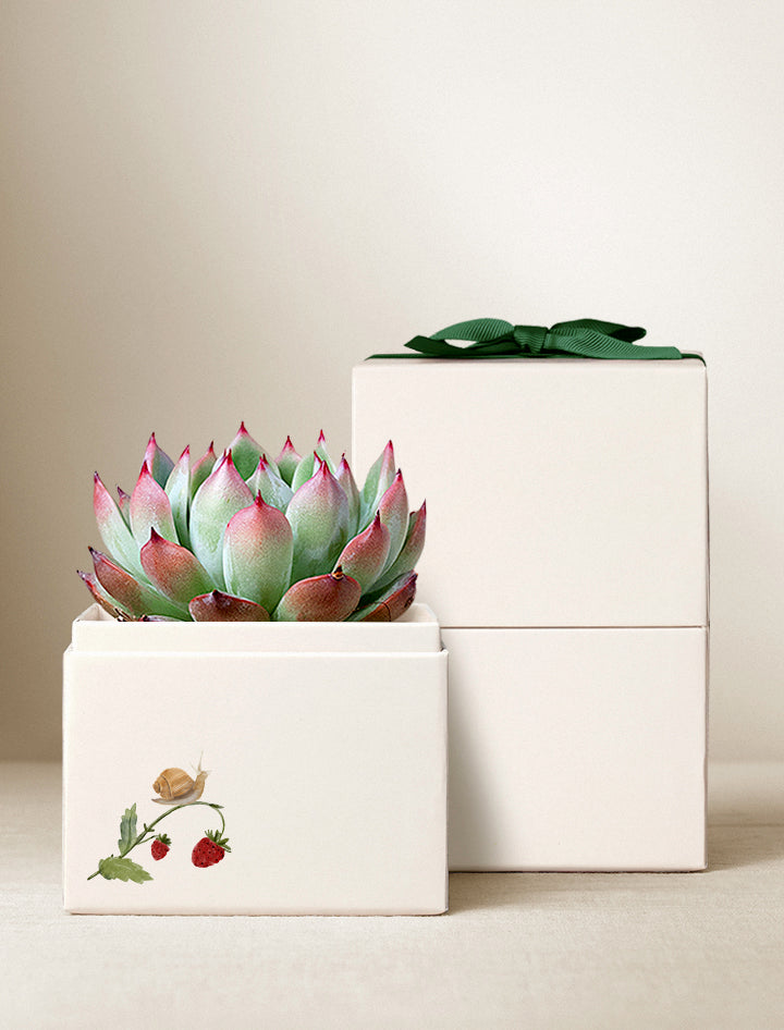 Spring Succulent Delivery | Spring Gifts | Plant Delivery – Lula's Garden