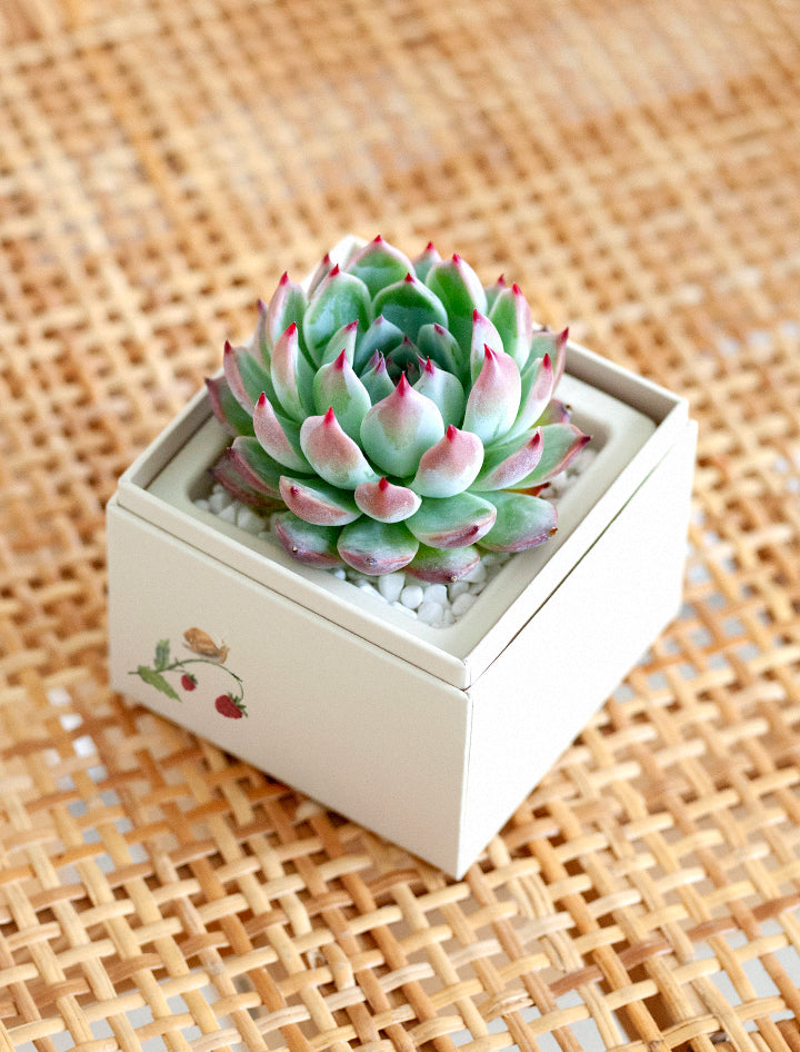 pretty succulents Bliss Succulent Garden | Spring Plant Gifts