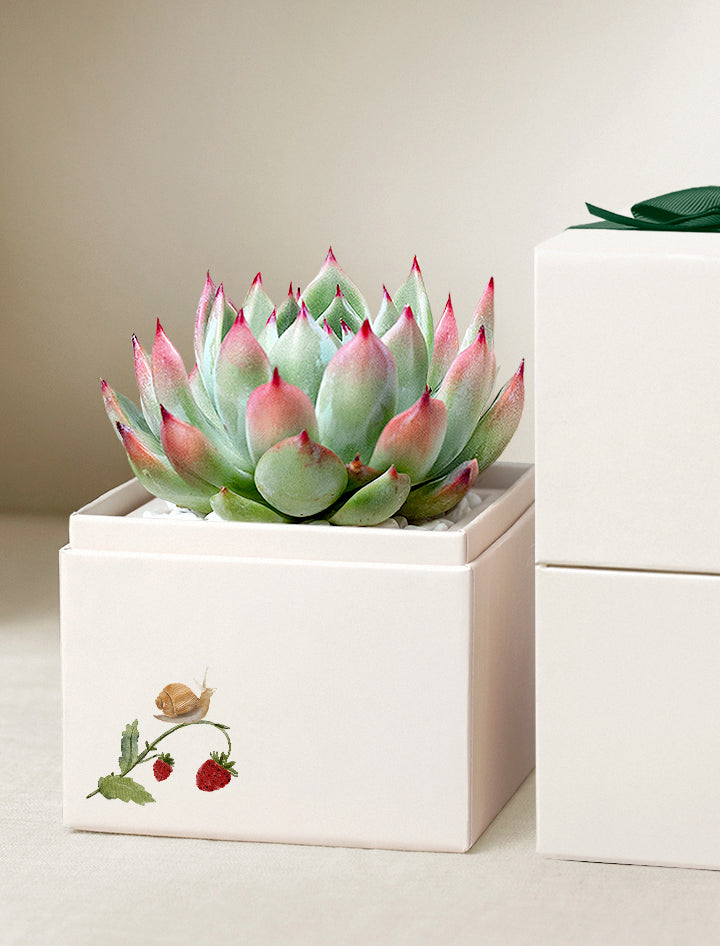bliss succulent garden Bliss Succulent Garden | Spring Plant Gifts