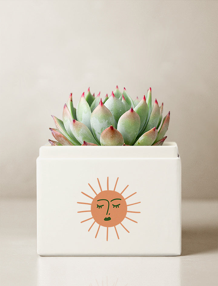 Summer Sun Bliss Garden