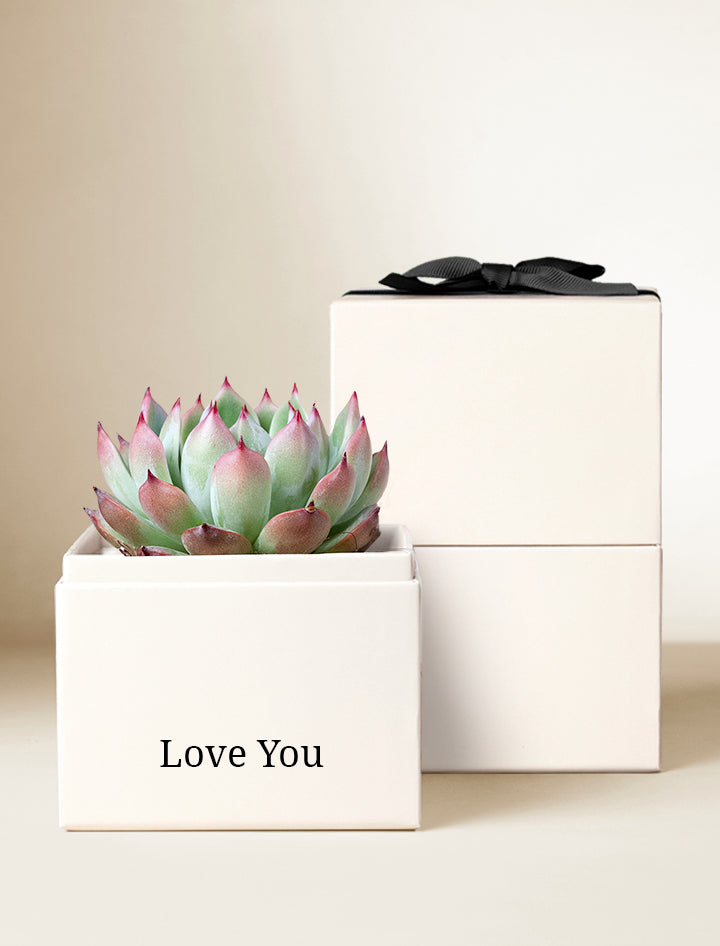 teacher appreciation succulent plant Best Teacher Ever Gift | Teacher Appreciation Gifts | Thank you Gift Ideas