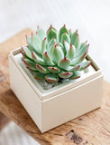 Green and red-tipped succulent plant in a square cream gift box filled with white decorative stones. - Image 
