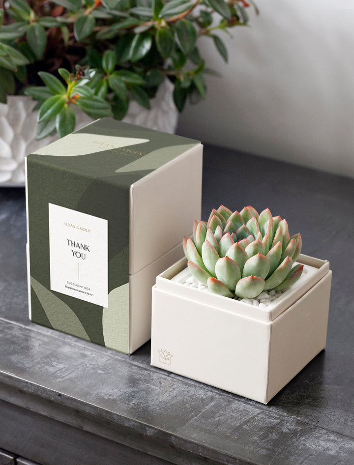 succulent thank you gift Unique Thank You Gift Ideas | Best Thank You Gifts