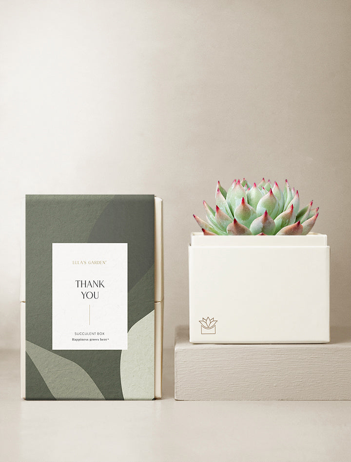 thank you succulents Unique Thank You Gift Ideas | Best Thank You Gifts