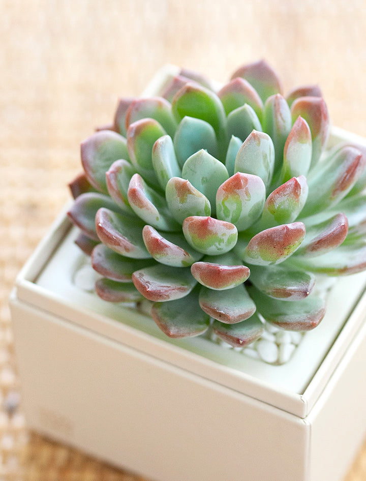 habersham geo scented succulents Succulent Gift Delivery | Bliss Succulent Garden