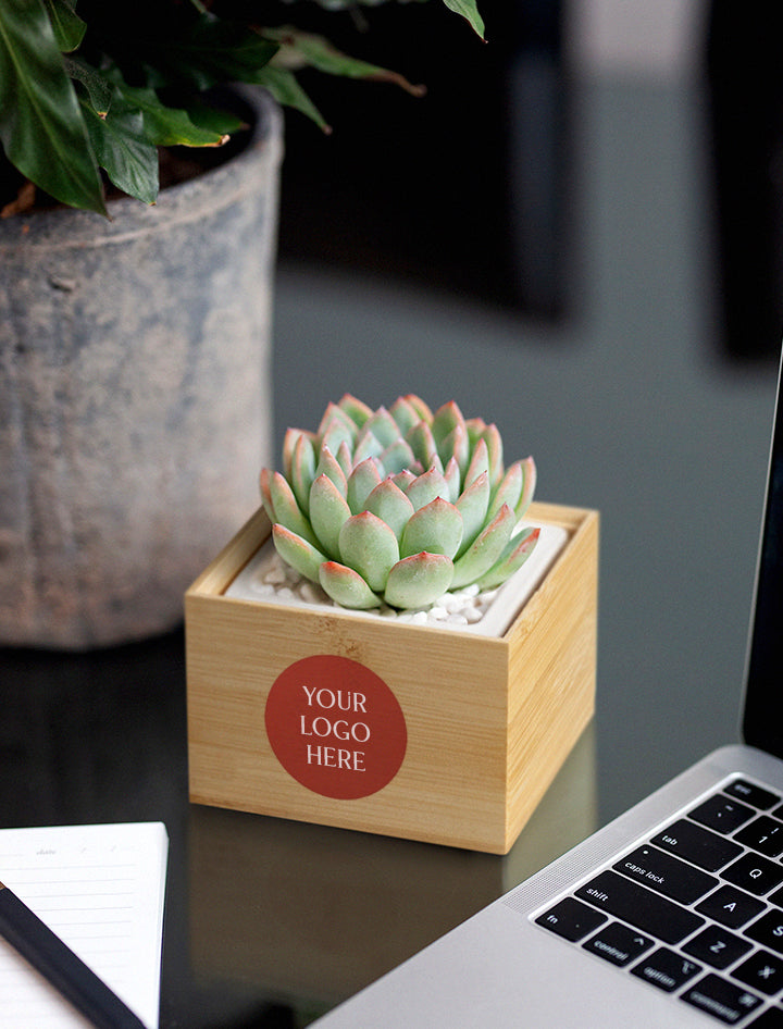 succulent plant giveaways Corporate Christmas Gifts | Corporate Gifts For Clients, Employees, Events, Special Occasions
