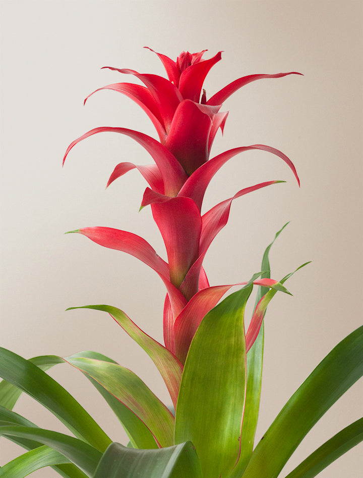 Thank You Red Bromeliad Plant