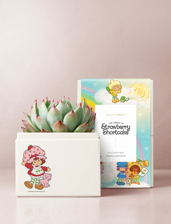 succulent strawberry Strawberry Shortcake