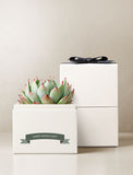 Boss's Day Bliss Garden Gift Set