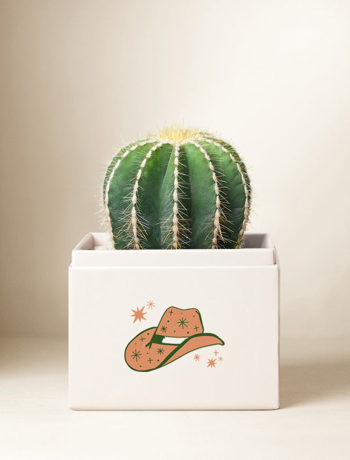 Summer Sun Cacti Garden