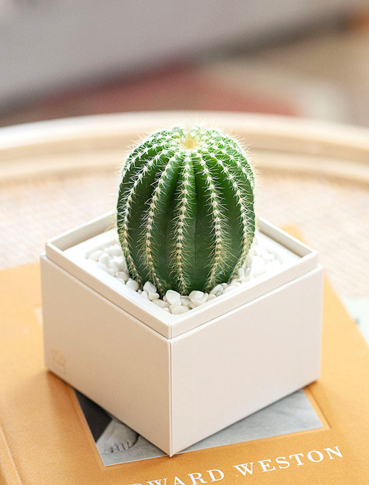 cute cactus plant pot The Cacti Garden | Succulent Gifting