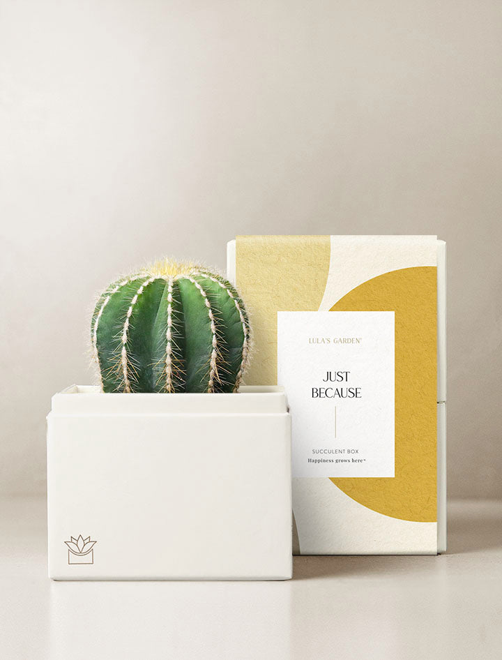 california succulents box The Cacti Garden | Succulent Gifting