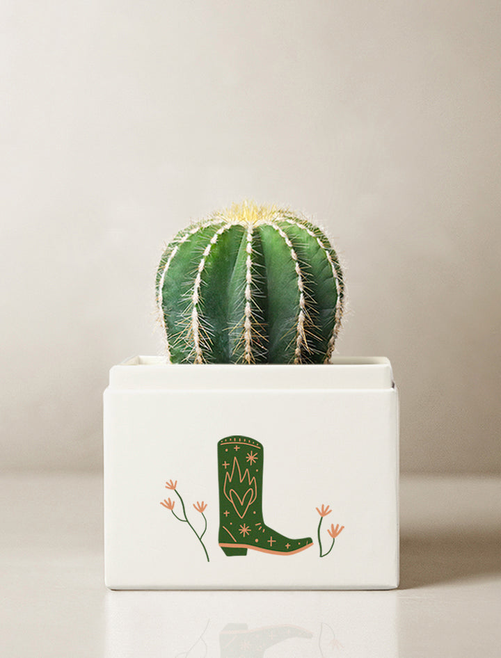 Summer Sun Cacti Garden