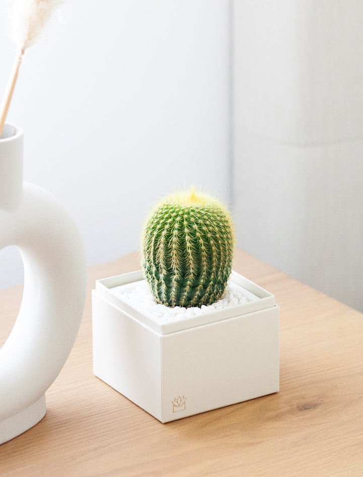 The Cacti Garden | Succulent Gifting
