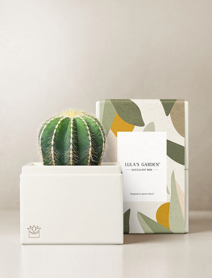 Cacti Garden