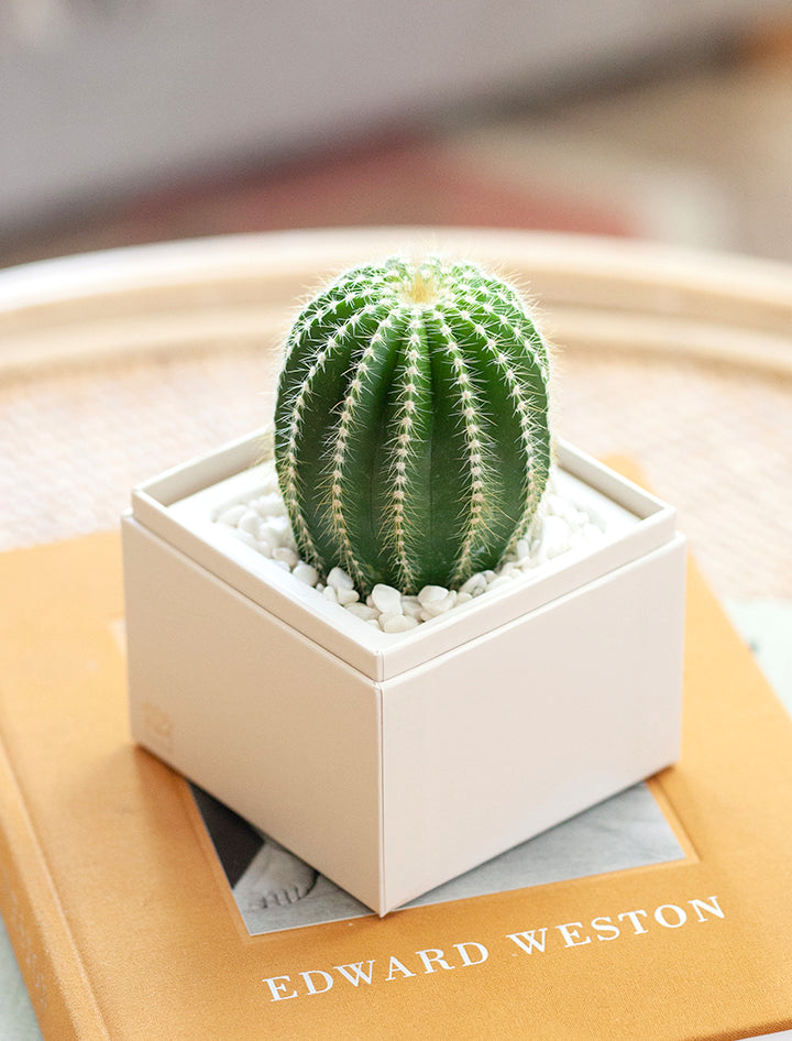 cactus succulent planter The Cacti Garden | Succulent Gifting