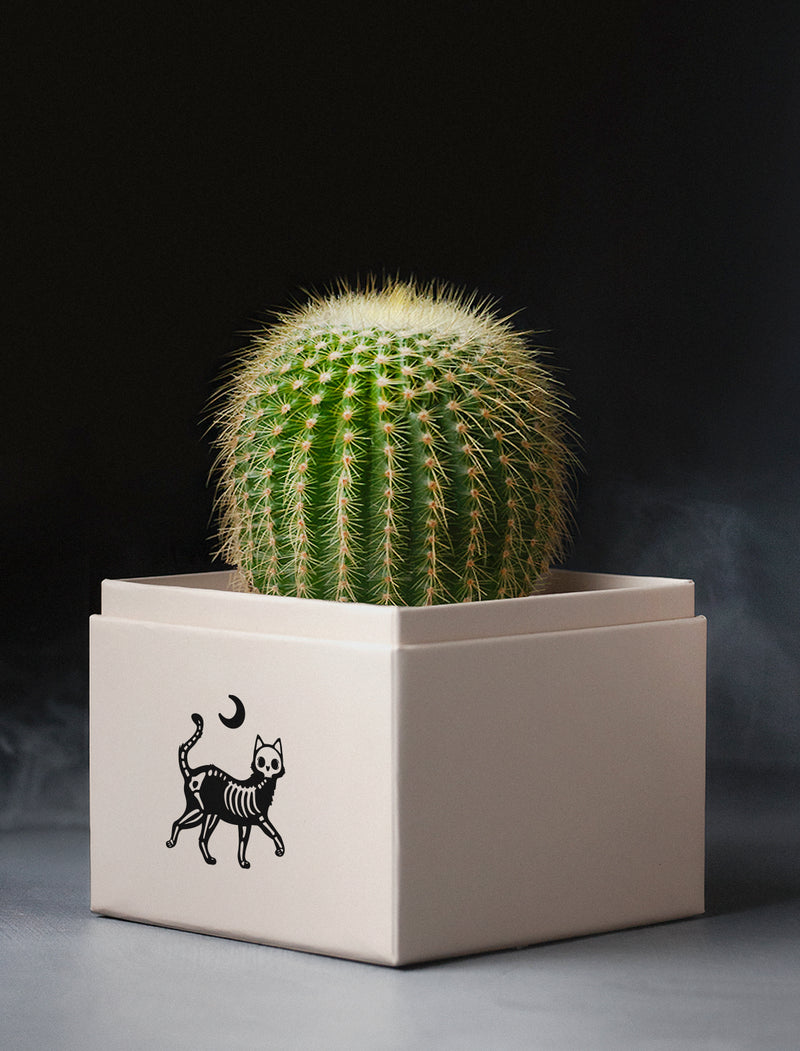 CACTI-MAIN-HALLOWEEN_800x.jpg?