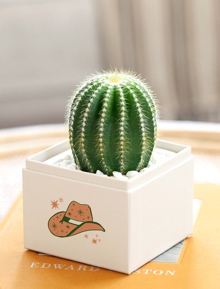 Summer Sun Cacti Garden