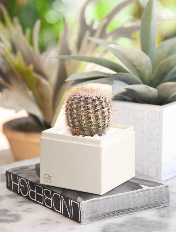 Housewarming Gifts | Unique Succulent Gift Ideas | Succulent Gift Delivery